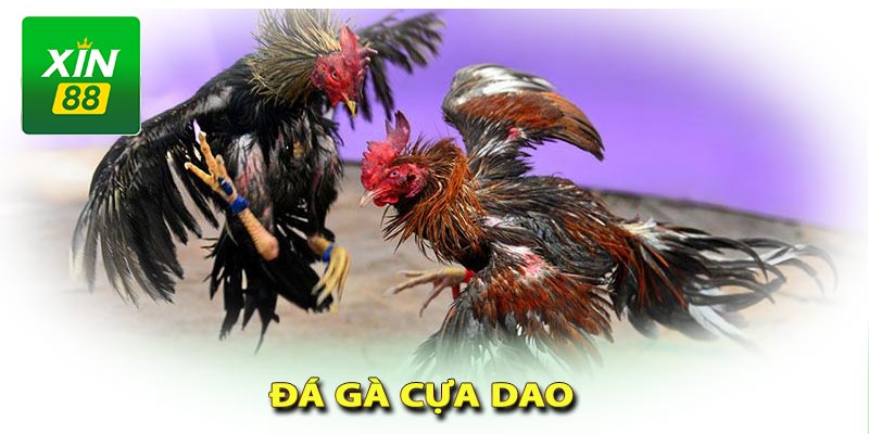 Đá gà cựa dao xin88